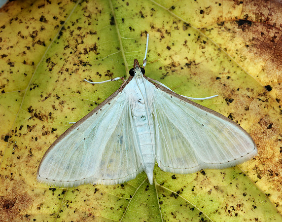 63.048 BF1408 Palpita vitrealis