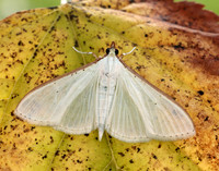 63.048 BF1408 Palpita vitrealis
