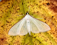 63.048 BF1408 Palpita vitrealis