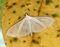 63.048 BF1408 Palpita vitrealis