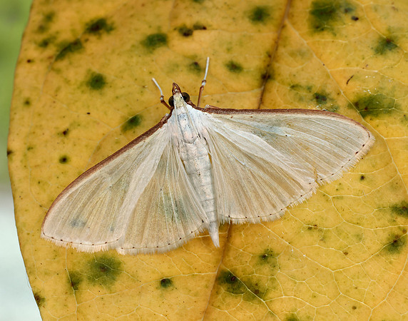 63.048 BF1408 Palpita vitrealis