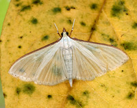 63.048 BF1408 Palpita vitrealis