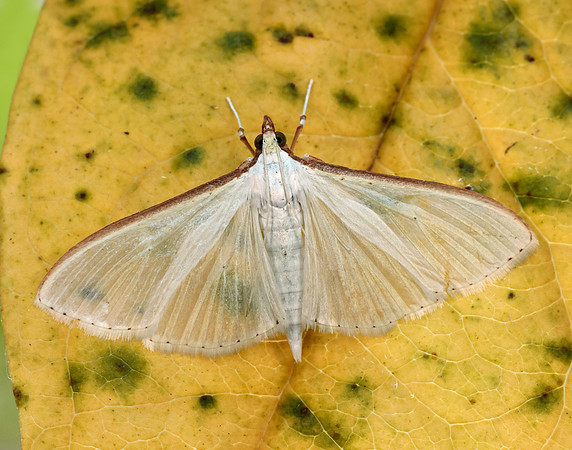63.048 BF1408 Palpita vitrealis