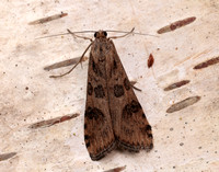 63.052 BF1398 Rush Veneer Nomophila noctuella