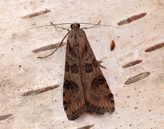 63.052 BF1398 Rush Veneer Nomophila noctuella