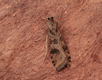 63.052 BF1398 Rush Veneer Nomophila noctuella