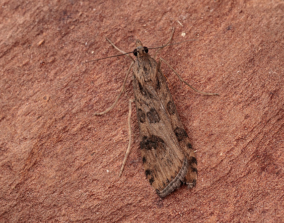 63.052 BF1398 Rush Veneer Nomophila noctuella