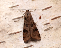 63.052 BF1398 Rush Veneer Nomophila noctuella