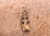63.052 BF1398 Rush Veneer Nomophila noctuella