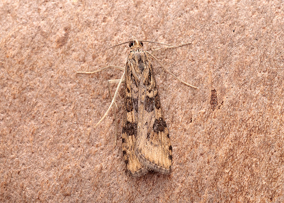 63.052 BF1398 Rush Veneer Nomophila noctuella