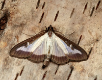 63.054 BF1409a Box-tree Moth Cydalima perspectalis