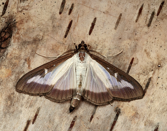 63.054 BF1409a Box-tree Moth Cydalima perspectalis