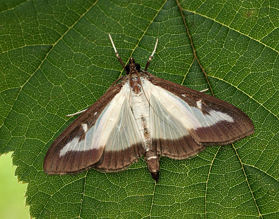63.054 BF1409a Box-tree Moth Cydalima perspectalis