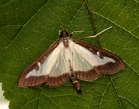 63.054 BF1409a Box-tree Moth Cydalima perspectalis