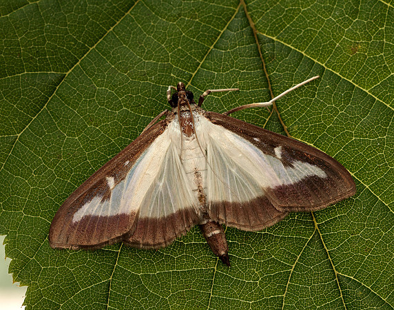 63.054 BF1409a Box-tree Moth Cydalima perspectalis