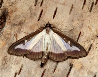 63.054 BF1409a Box-tree Moth Cydalima perspectalis