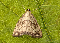 63.060 BF1358 Evergestis pallidata