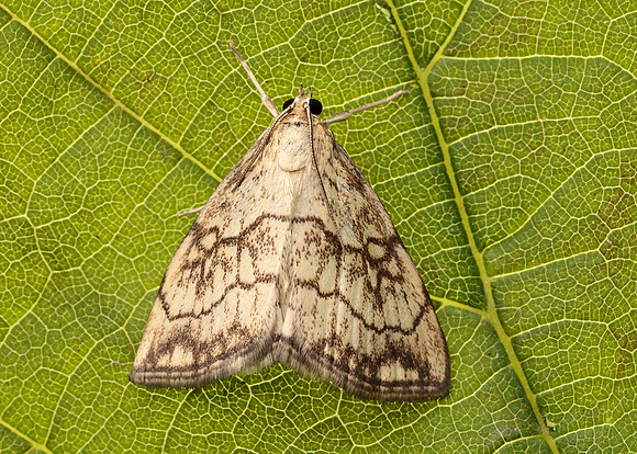 63.060 BF1358 Evergestis pallidata
