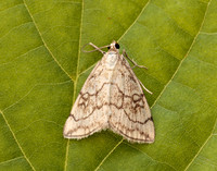 63.060 BF1358 Evergestis pallidata