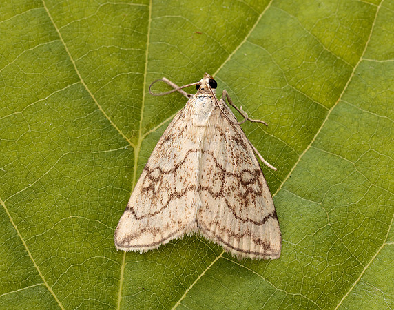 63.060 BF1358 Evergestis pallidata