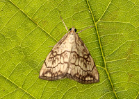 63.060 BF1358 Evergestis pallidata
