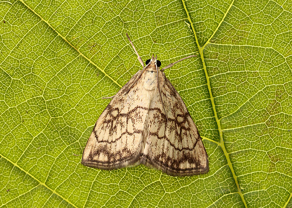 63.060 BF1358 Evergestis pallidata