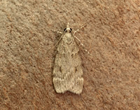 63.062 BF1332 Scoparia subfusca