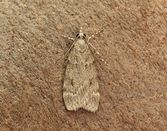 63.062 BF1332 Scoparia subfusca