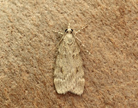63.062 BF1332 Scoparia subfusca