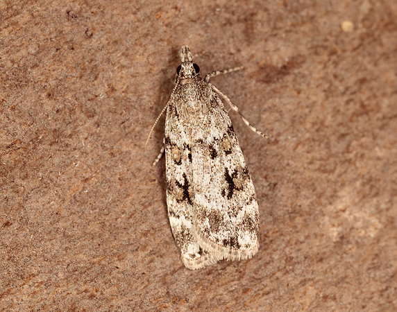 63.064 BF1334 Scoparia ambigualis