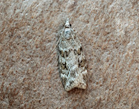 63.064 BF1334 Scoparia ambigualis