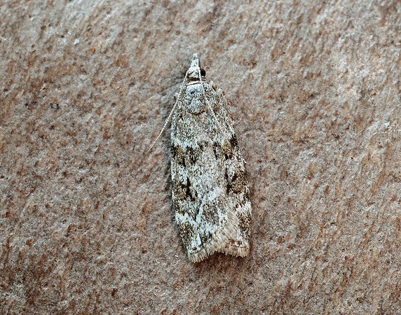 63.064 BF1334 Scoparia ambigualis