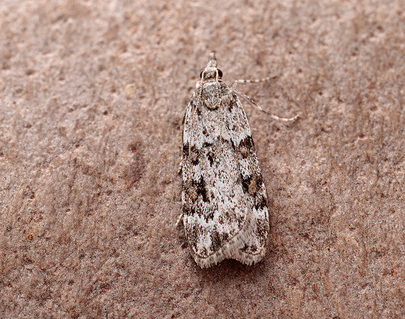 63.064 BF1334 Scoparia ambigualis