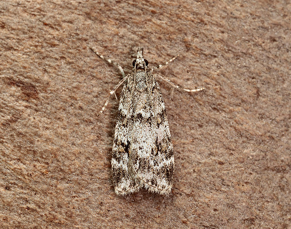 63.064 BF1334 Scoparia ambigualis