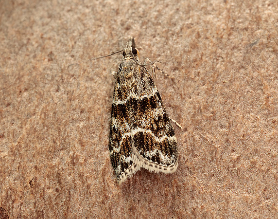 63.066 BF1333 Scoparia pyralella
