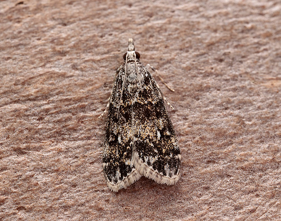 63.067 BF1338 Eudonia lacustrata