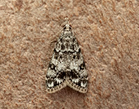 63.067 BF1338 Eudonia lacustrata