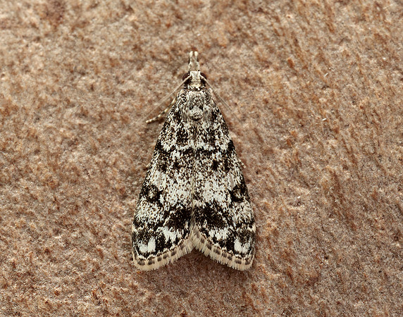 63.067 BF1338 Eudonia lacustrata
