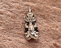 63.072 BF1343 Eudonia delunella