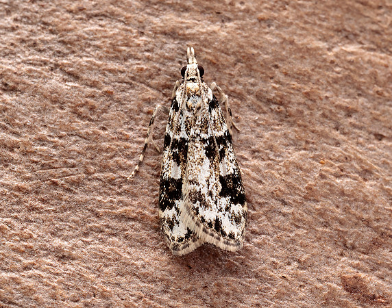 63.072 BF1343 Eudonia delunella