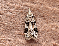 63.072 BF1343 Eudonia delunella