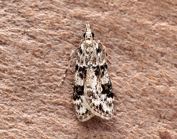 63.072 BF1343 Eudonia delunella