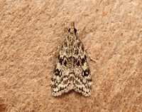 63.073 BF1340 Eudonia truncicolella