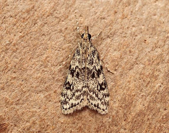 63.073 BF1340 Eudonia truncicolella