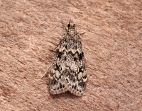 63.073 BF1340 Eudonia truncicolella