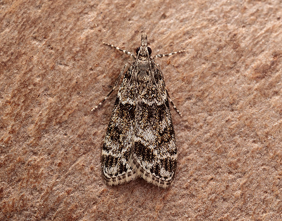 63.074 BF1344 Eudonia mercurella