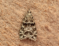 63.074 BF1344 Eudonia mercurella