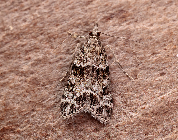 63.074 BF1344 Eudonia mercurella
