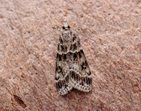 63.074 BF1344 Eudonia mercurella