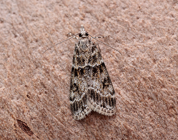 63.074 BF1344 Eudonia mercurella